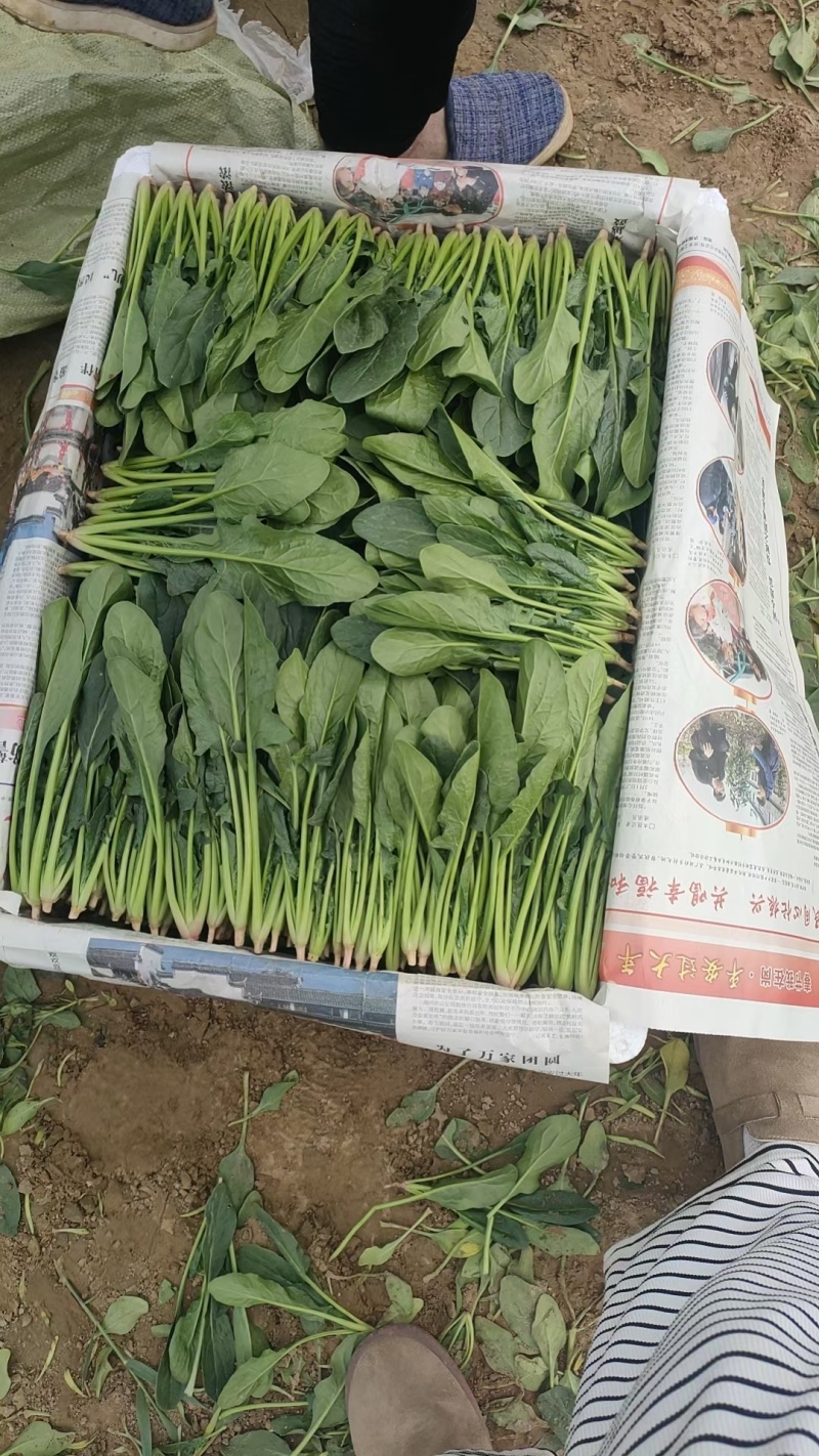 优质菠菜，各种规格，包装，物流齐全，做工精细适应全国市场