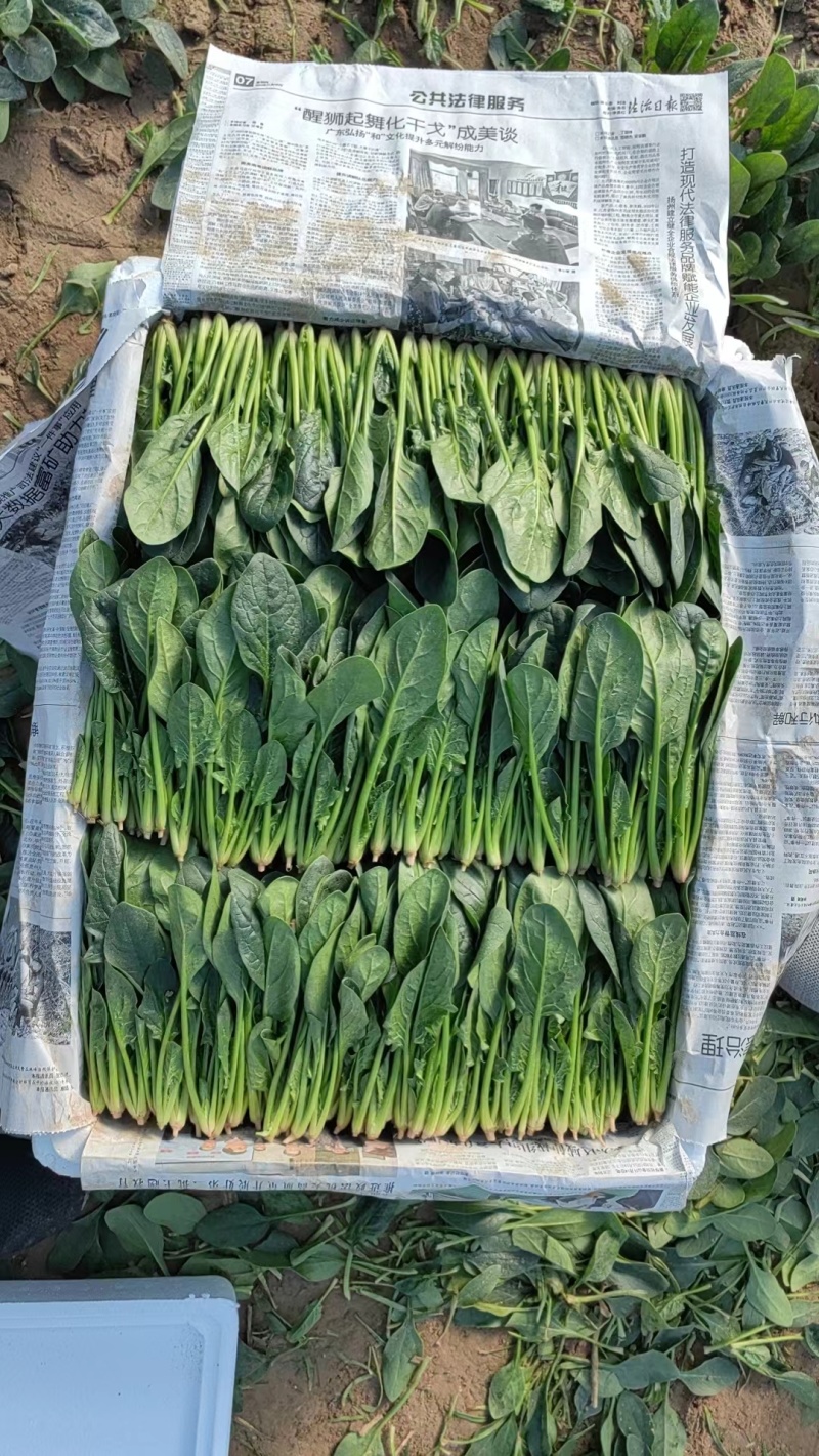 优质菠菜，各种规格，包装，物流齐全，做工精细适应全国市场