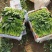 山东精品菠菜，适应全国市场，做工，包装，物流齐全。