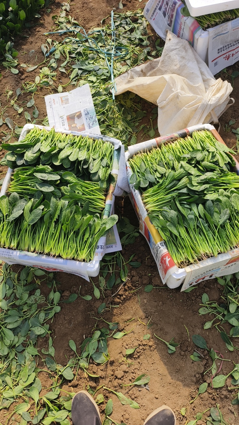山东精品菠菜，适应全国市场，做工，包装，物流齐全。