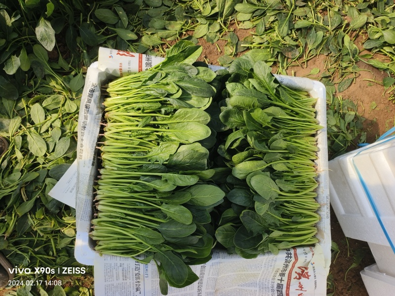 山东精品菠菜，适应全国市场，做工，包装，物流齐全。