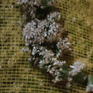 秦皇岛昌黎精品韭菜花大量上市价格美丽