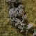 秦皇岛昌黎精品韭菜花大量上市价格美丽