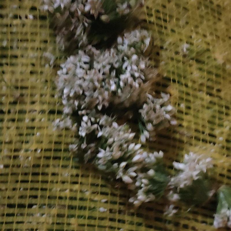 秦皇岛昌黎精品韭菜花大量上市价格美丽