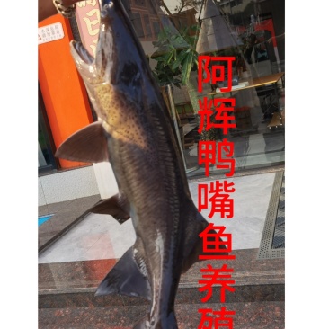 冷泉水养殖鸭嘴鱼批发