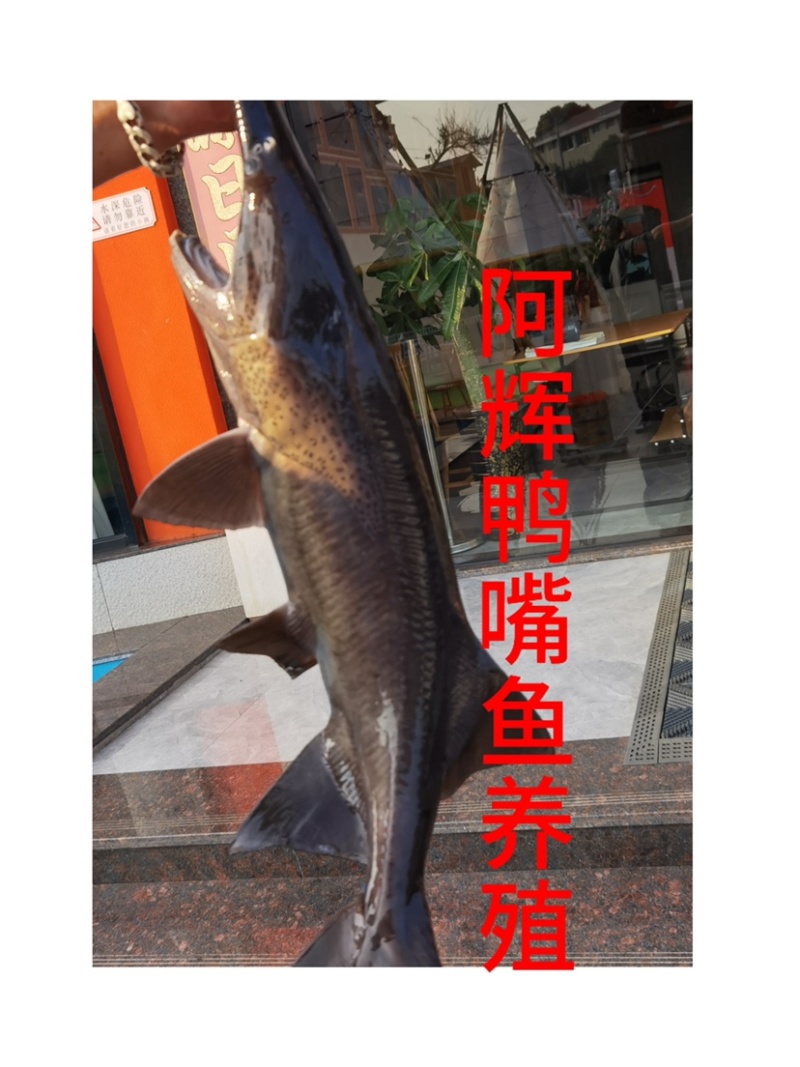 冷泉水养殖鸭嘴鱼批发