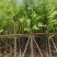 宫粉紫荆8～15公分基地直发规格齐全质量优质