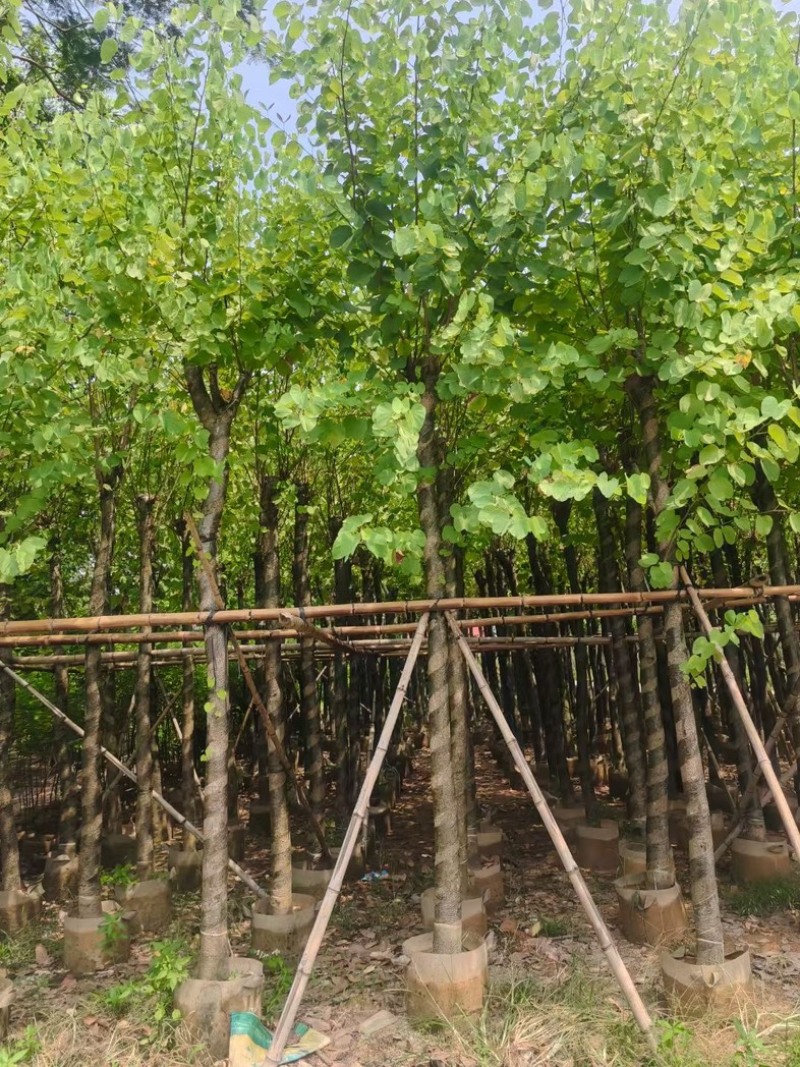 宫粉紫荆8～15公分基地直发规格齐全质量优质