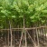 宫粉紫荆8～15公分基地直发规格齐全质量优质