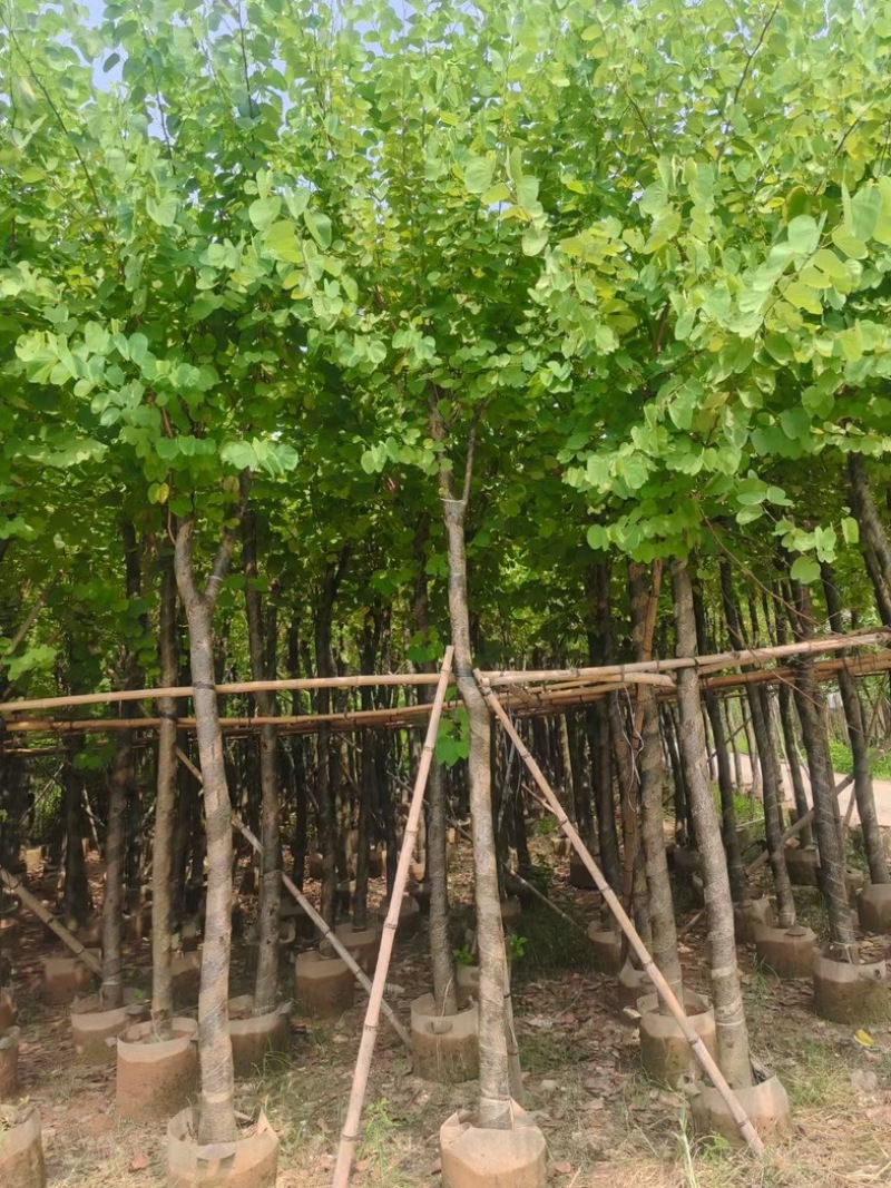 宫粉紫荆8～15公分基地直发规格齐全质量优质