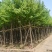 宫粉紫荆8～15公分基地直发规格齐全质量优质
