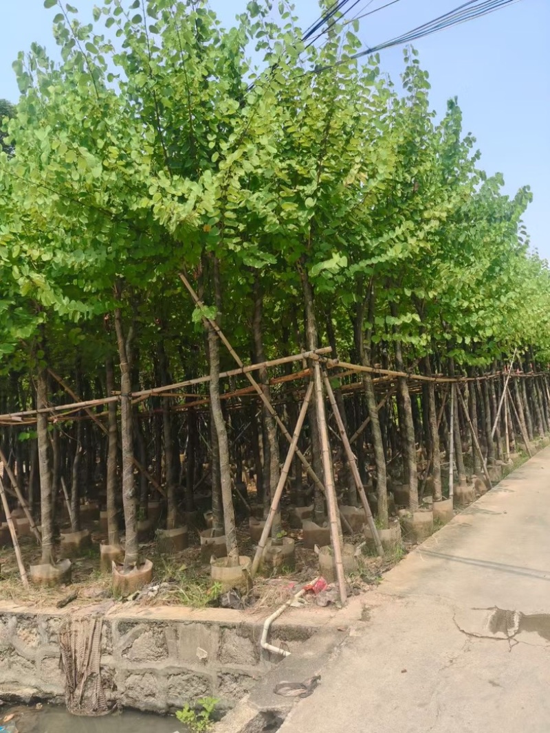 宫粉紫荆8～15公分基地直发规格齐全质量优质