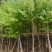 宫粉紫荆8～15公分基地直发规格齐全质量优质