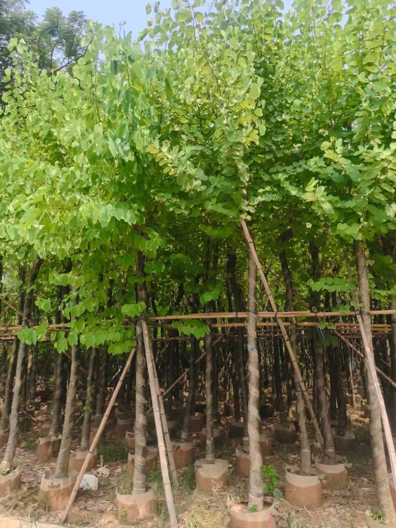 宫粉紫荆8～15公分基地直发规格齐全质量优质