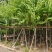 宫粉紫荆8～15公分基地直发规格齐全质量优质