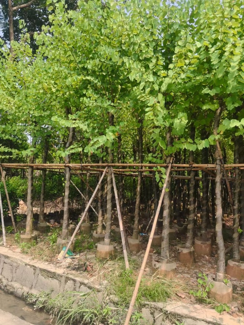宫粉紫荆8～15公分基地直发规格齐全质量优质