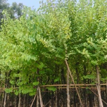 宫粉紫荆8～15公分基地直发规格齐全质量优质