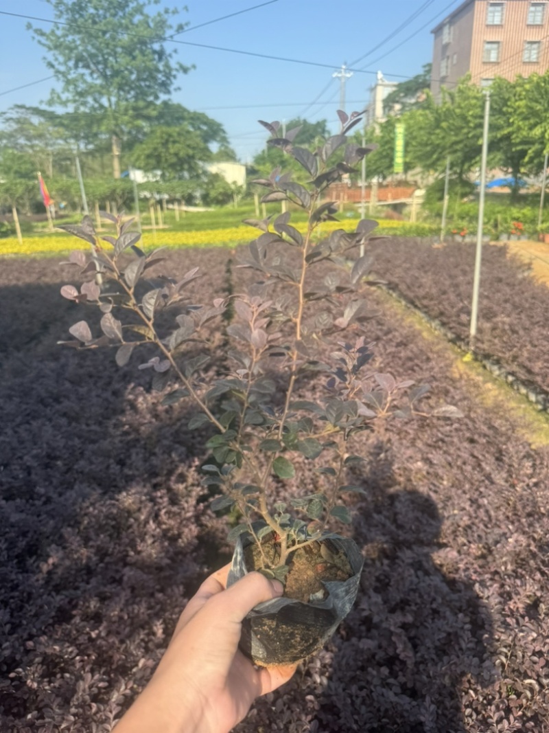 红花檵木小袋中袋基地直销规格齐全质量优质