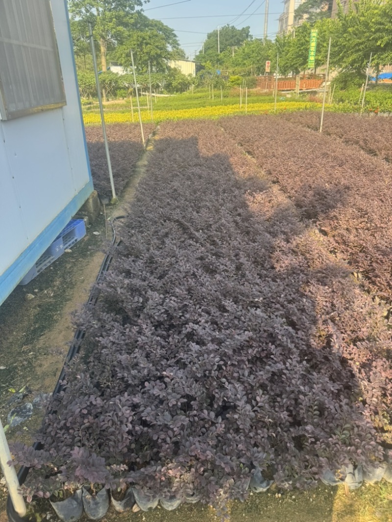 红花檵木小袋中袋基地直销规格齐全质量优质
