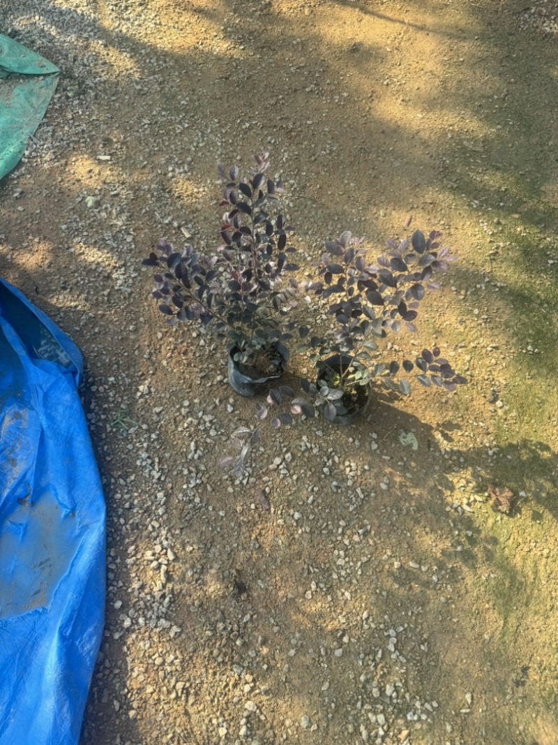 红花檵木小袋中袋基地直销规格齐全质量优质
