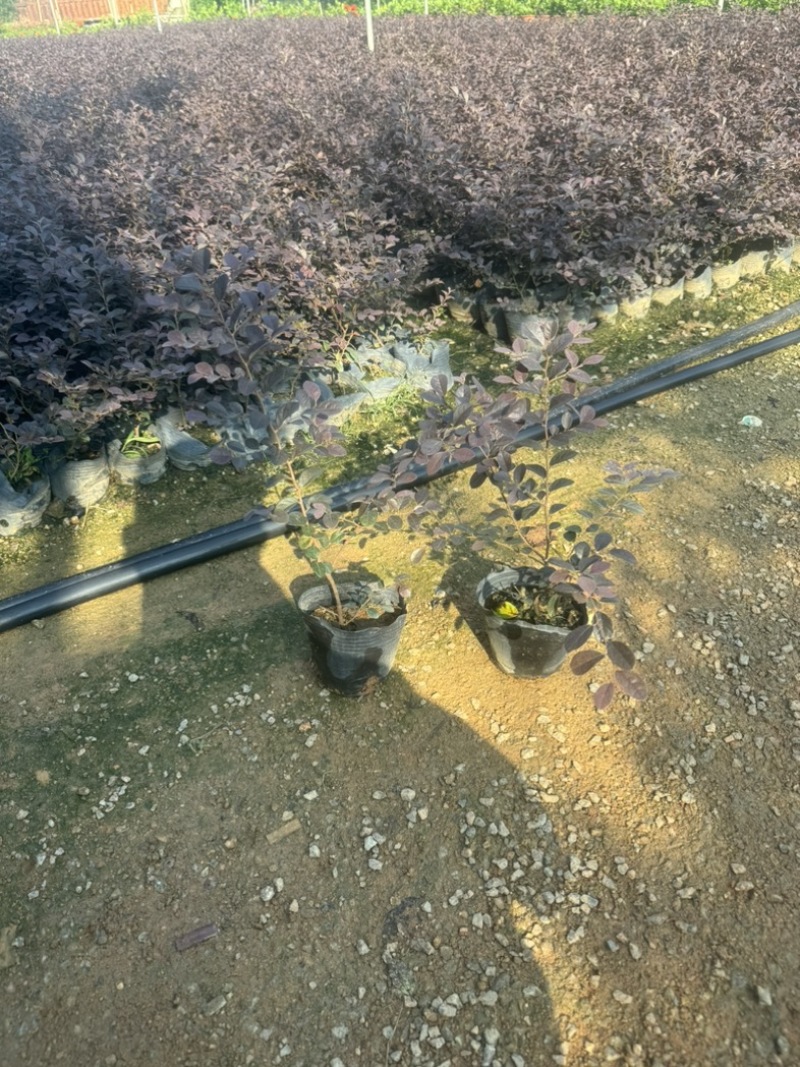红花檵木小袋中袋基地直销规格齐全质量优质