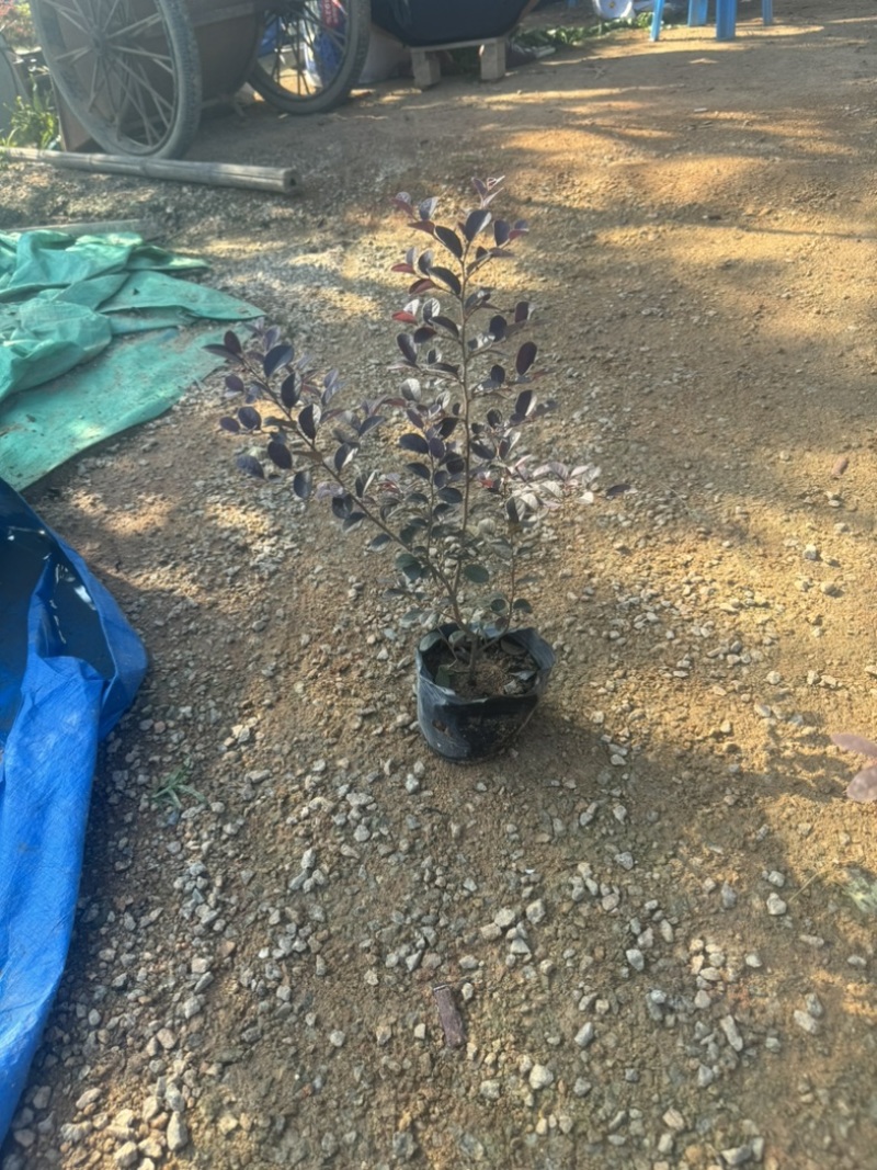 红花檵木小袋中袋基地直销规格齐全质量优质
