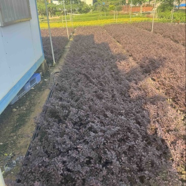 红花檵木小袋中袋基地直销规格齐全质量优质