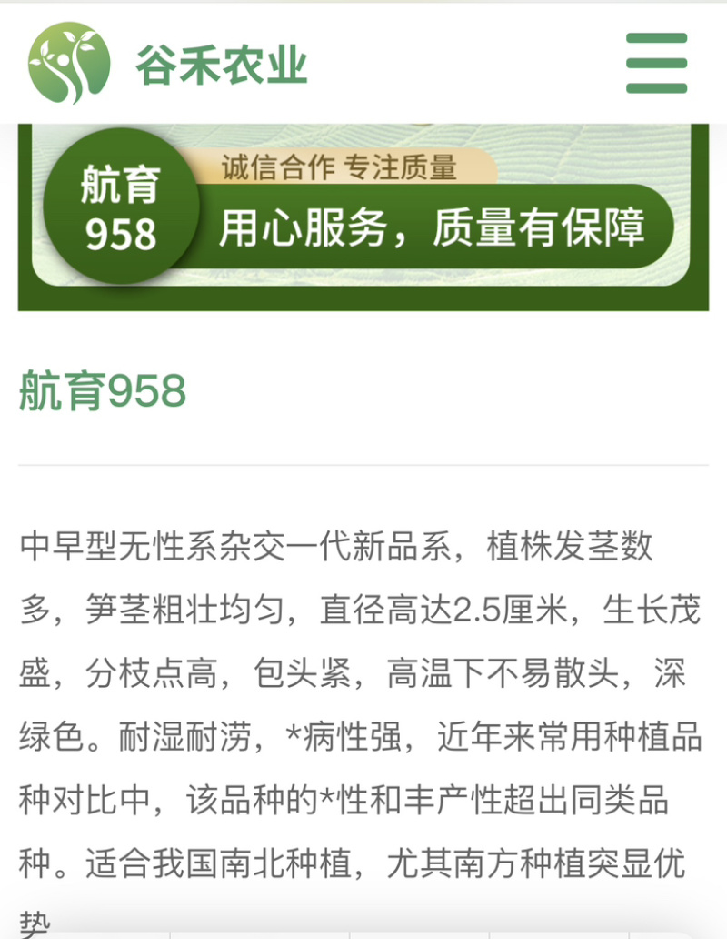 芦笋种子航育958丰产粗壮抗病顺直耐高温