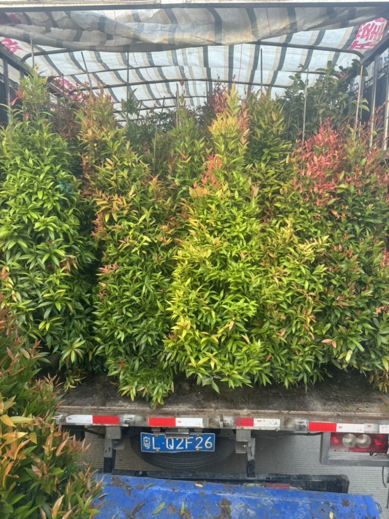 红车/鸿运当头80至2米高基地直发规格齐全质量优质