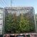 红车/鸿运当头80至2米高基地直发规格齐全质量优质