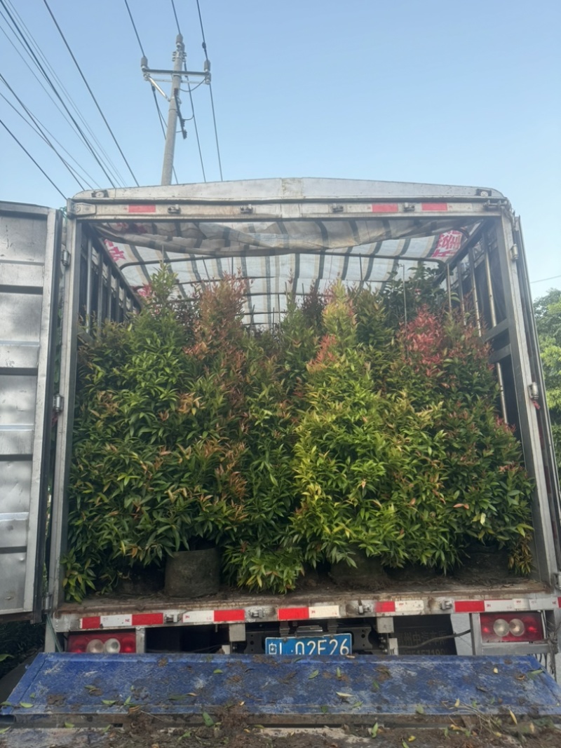 红车/鸿运当头80至2米高基地直发规格齐全质量优质