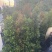 红车/鸿运当头80至2米高基地直发规格齐全质量优质