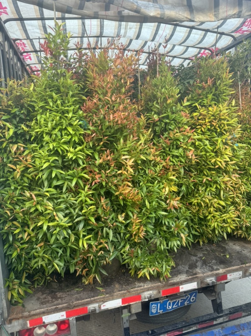 红车/鸿运当头80至2米高基地直发规格齐全质量优质