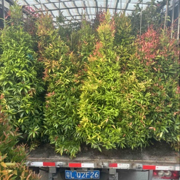 红车/鸿运当头80至2米高基地直发规格齐全质量优质