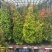 红车/鸿运当头80至2米高基地直发规格齐全质量优质