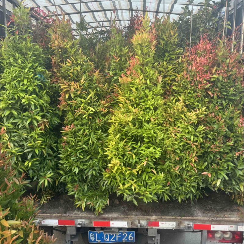 红车/鸿运当头80至2米高基地直发规格齐全质量优质