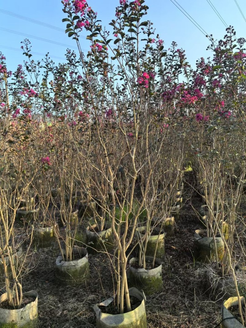 丛生小叶紫薇1至2米基地直发规格齐全质量优质
