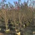 丛生小叶紫薇1至2米基地直发规格齐全质量优质