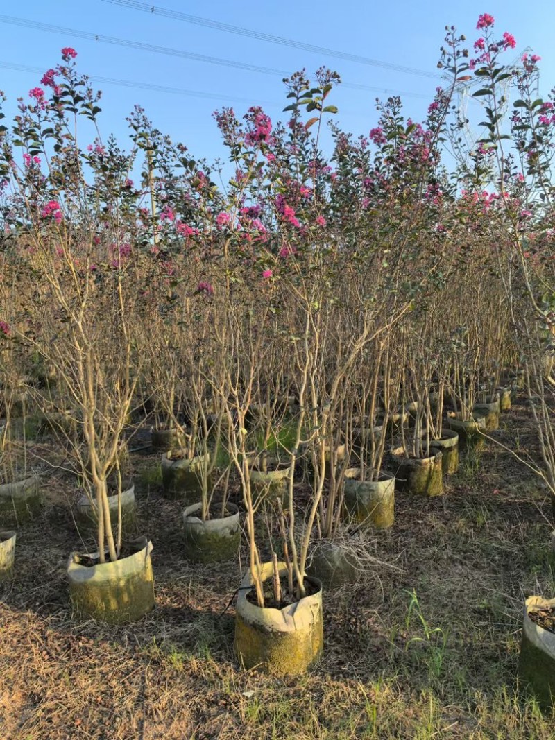 丛生小叶紫薇1至2米基地直发规格齐全质量优质