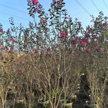 丛生小叶紫薇1至2米基地直发规格齐全质量优质