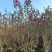 丛生小叶紫薇1至2米基地直发规格齐全质量优质