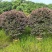 红花继木球60～2米高基基地直发规格齐全质量优质