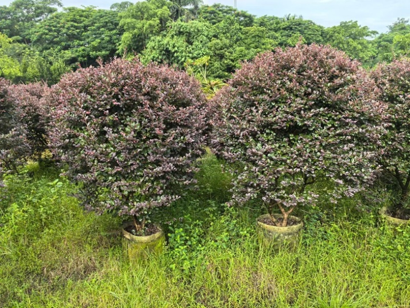 红花继木球60～2米高基基地直发规格齐全质量优质
