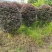 红花继木球60～2米高基基地直发规格齐全质量优质
