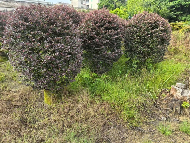 红花继木球60～2米高基基地直发规格齐全质量优质