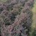 红花继木球60～2米高基基地直发规格齐全质量优质