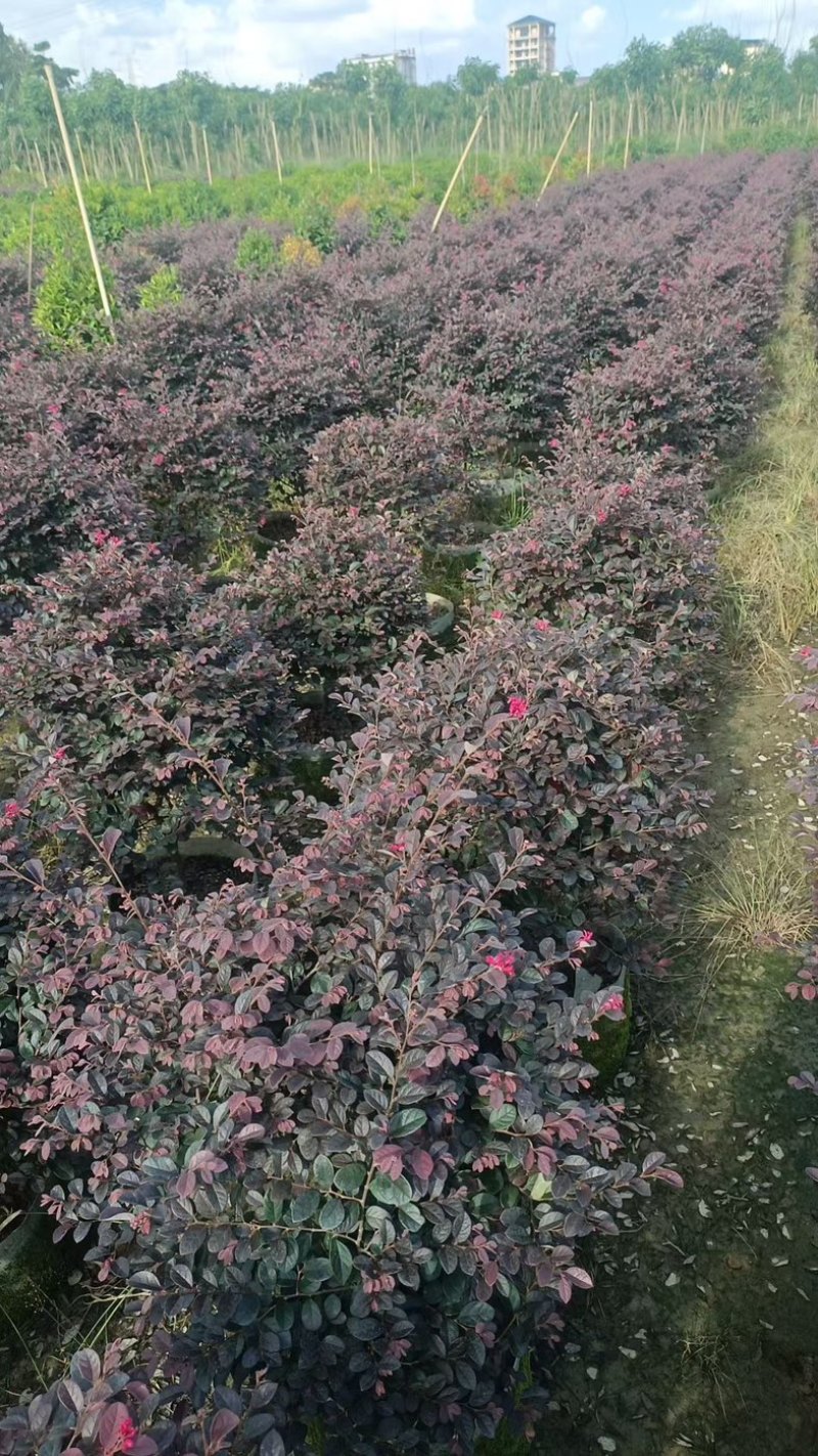 红花继木球60～2米高基基地直发规格齐全质量优质