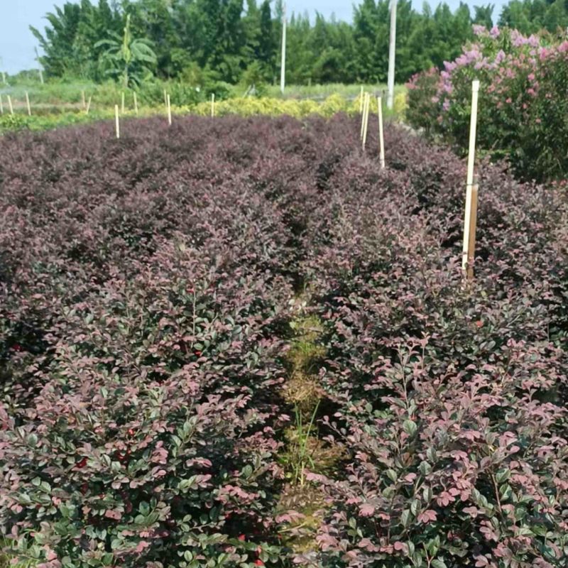 红花继木球60～2米高基基地直发规格齐全质量优质