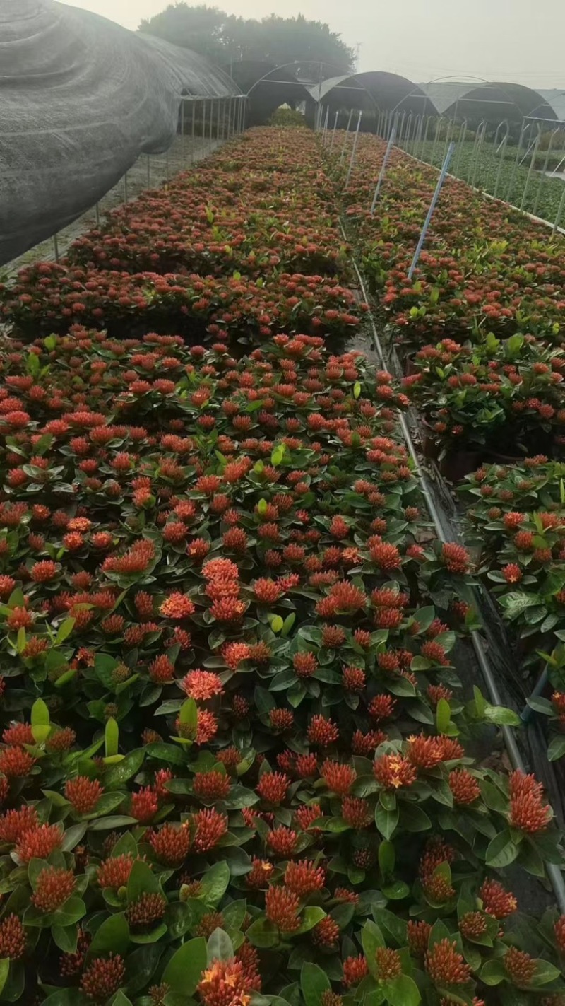 进口大红花黄花龙船花红花龙船花基地直发规格齐全