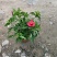 进口大红花黄花龙船花红花龙船花基地直发规格齐全